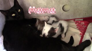 Mama Cats Adorable Kittens 😻
