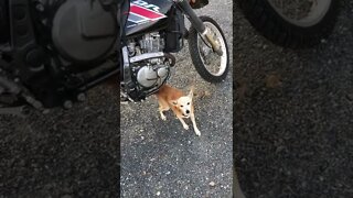 My 15 Year Old dog, Loves My motorcycle for Butt scratching.