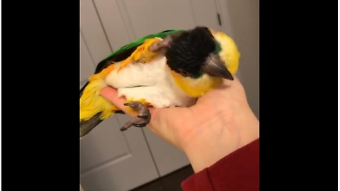 Exhausted Parrot Decides To Nap In Owner's Hand