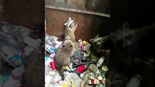 Good Samaritan Helps Baby Raccoons Escape From Dumpster