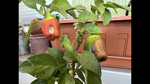 Peppers blossom end rot