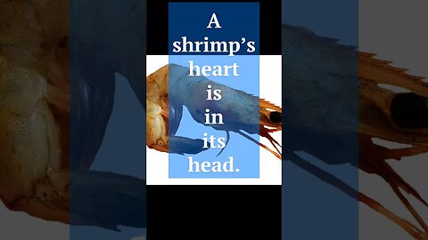 Shrimp Heart #remix