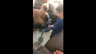 Magnus the Leonberger dog plays tug-of-war with toddler