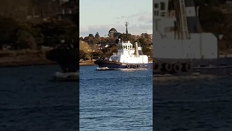 Tugboat Heads Downstream, Devonport Tasmania. #trending #shorts #merchantnavy #tuglife #lifeatsea