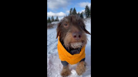 Funny dog video running un the snow
