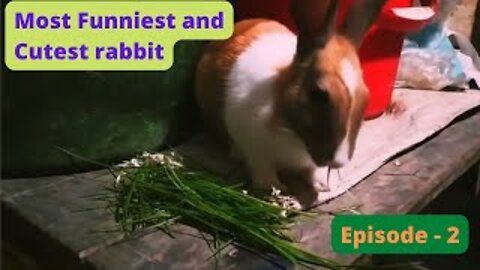 Most Funniest and Cutest rabbit, Episode - 2