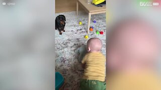 Amizade amorosa entre cão e bebé