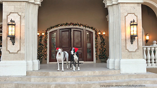 Max and Katie the Great Danes Christmas Tour of Casa Bella Estate