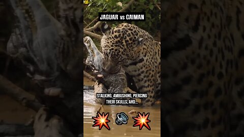 Did you hear the SNAP & POP!?🤯 Jaguar vs Caiman #Jaguar #Caiman #southamerica