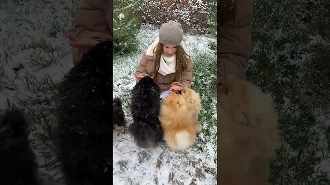 Snowy Pup Playdate: Cute Dogs Having Fun with a Russian Beauty #shorts