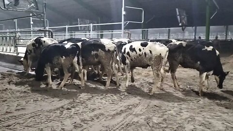 Top American Heifers Got New Home | No.1 dairy farm | Corporate dairy farm