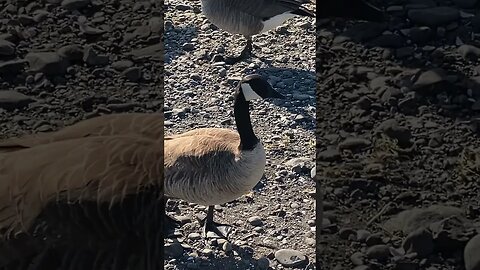 Canadian Geese #goose #shorts #canada