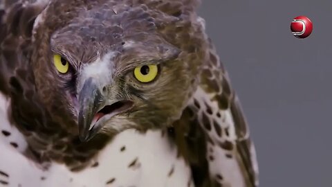 Falcons VS Vultures VS Eagles (Subtitle)