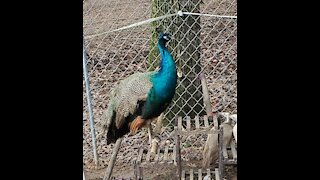 Mercury the Peacock