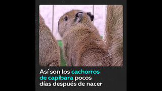 Nacen 2 cachorros de capibara en el Zoológico de Moscú