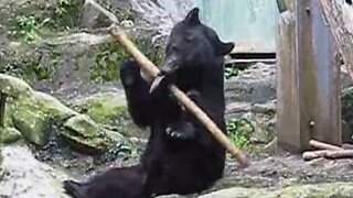 The real Kung Fu bear was found in Japan