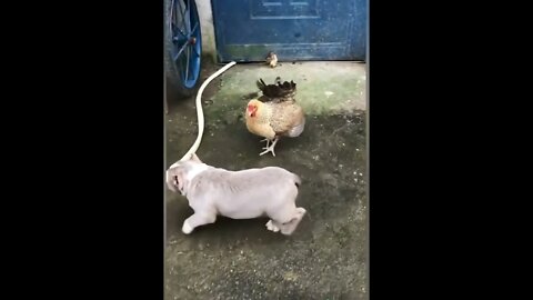 Chicken VS Dog Fight - Funny Dog Reactions