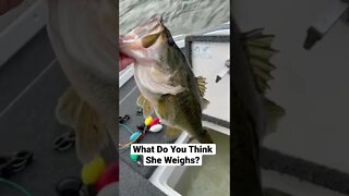 Huge Prespawn Bass #fishing #6thsense #6thsensefishing #bassfishing #fishingtips #swimbait #fish