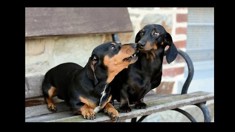Great Video to Laugh - Funny and Cute Dachsund Dogs