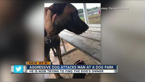 Man attacked by dog in Temple Terrace Dog Park now looking for owner