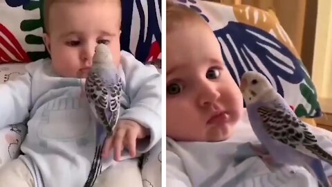 Parrot loves to be with baby