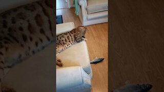 Cat acts like toy fish #bengalcat #funnycat #viralcat