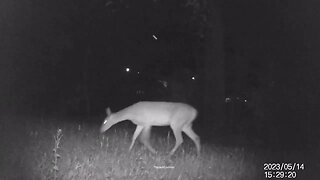 Jack's Trail Camera -- Episode 57