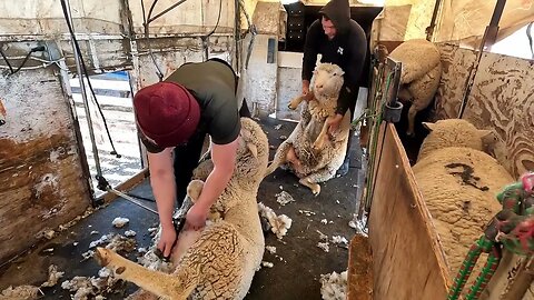 Shearing Run In East Idaho Winter 2023