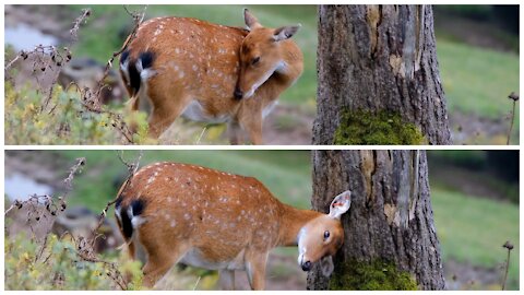 The deer thinks the tree is his friend.