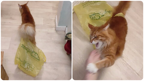 Maine Coon climbed into the package
