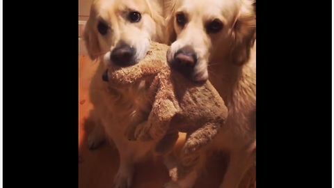 Polite dogs gently share their favorite toy