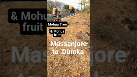 mohua wine fruit@mithun Utpal banerjee vloges#mohua wine fruit massanjore