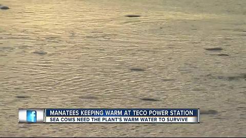 Clusters of manatees spotted at TECO's Big Bend Power Plant keeping warm from cold weather