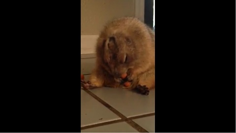 Overweight prairie dog munches on a carrot