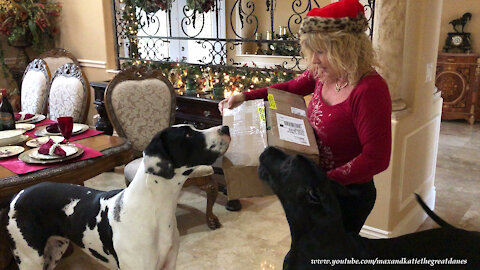 Excited Great Danes go digging through Christmas gifts