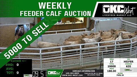 2/22/2023 - OKC West Feeder Calf Auction