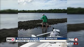 Bonita Springs fisherman finds dead manatee