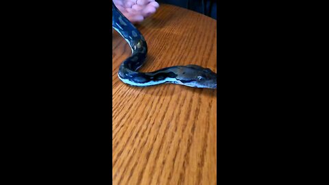 Dwarf reticulated python