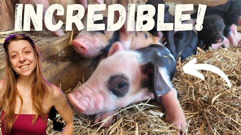 Piglet Birth! | 1 Minute Old! | INCREDIBLE