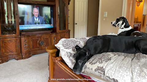 Take A Moment & Remember Loved Ones On Sept 11 With Grateful Great Danes