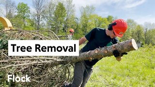 CUTTING 50 - 70 FOOT TREES :( — Ep. 035