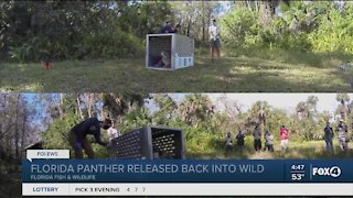 Panther successfully released