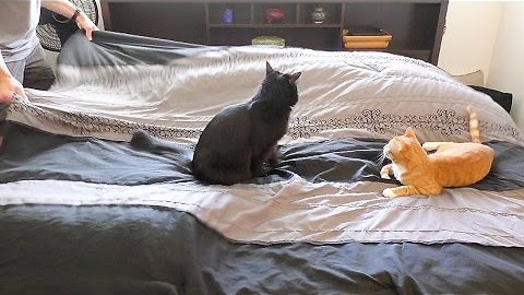 Making a Bed With Cats Around