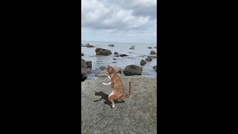 cat animation dance 🤣🤣🤣 #animals