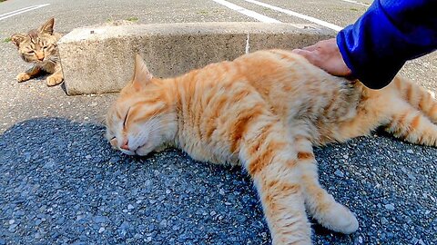 When I stroked a stray cat taking a nap in the parking lot, other cats also approached me