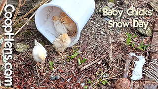 Baby Chicks Late Spring Snow & Outside