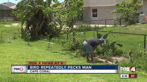 Bird pecks man while he gardens