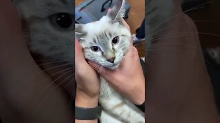 Cat Adjustment