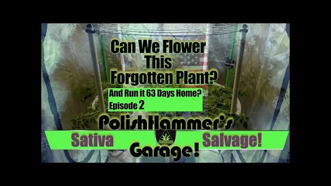 Sativa Salvage Ep 2 "PEDAL TO THE METAL!" 🏁🦅🔧🔨🏎🔥🌳 #MAC1 #WEBBGRO #GEEKLIGHT #FLORAFLEX #VIVOSUN