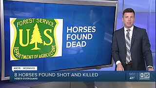 Eight horses found shot and killed in Heber-Overgaard area